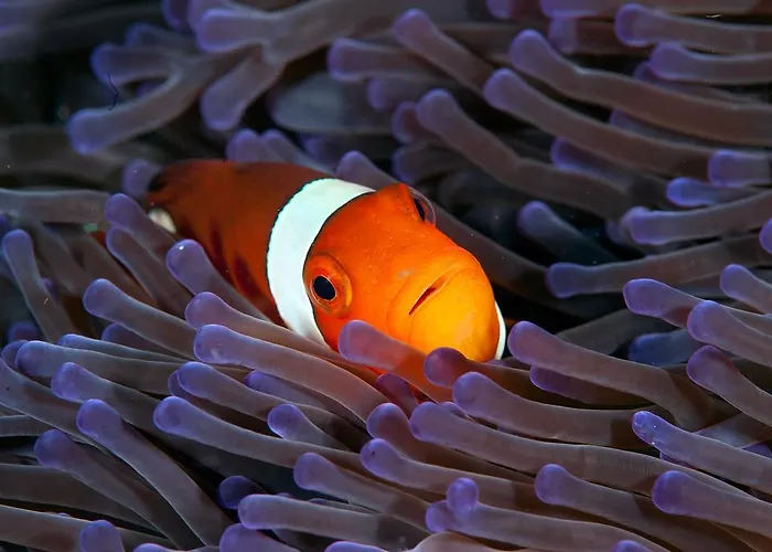 Sampaguita 몰볼