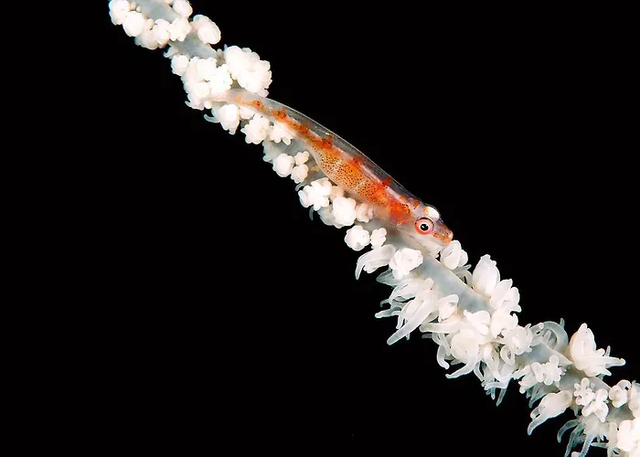 리조트 Sampaguita